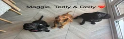 Cocker Spaniel dogs for sale: ❤️ A beautiful litter of tiny cocker spaniels ❤️  - Advert 10