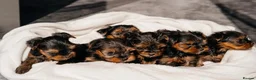 Yorkshire Terrier dogs for sale: Yorkshire Terrier Puppies 6 boys and 2 girls - Advert 13