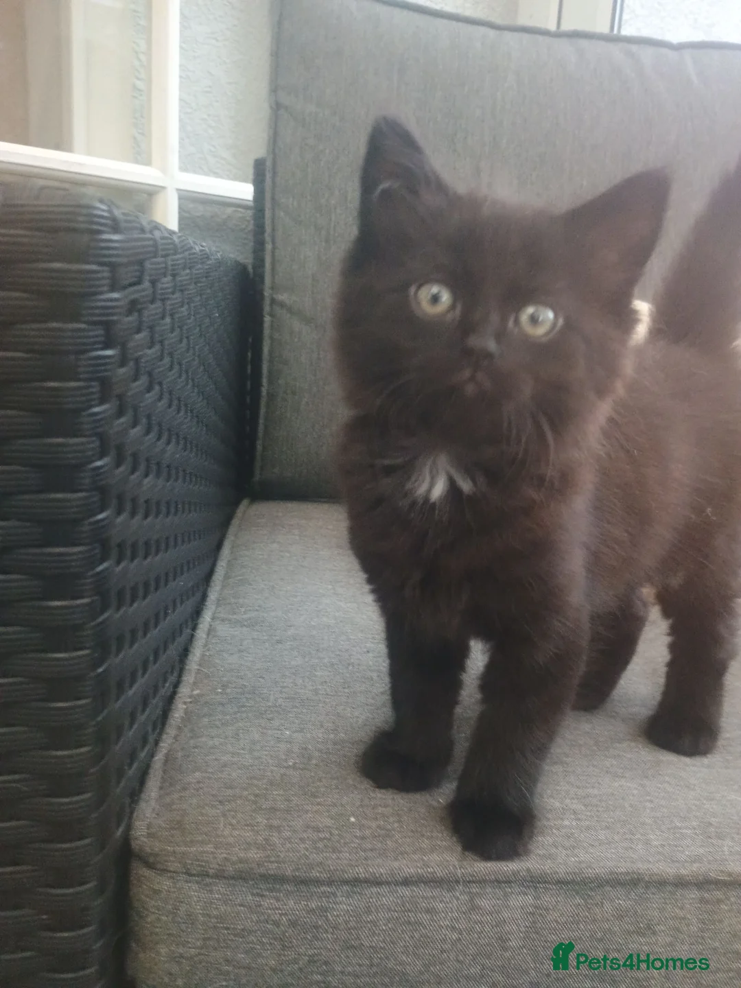 Mixed Breed cats for sale: ❤️Beautiful ashy coloured kittens for sale❤️ in Craven Arms - Advert 12