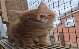 Maine Coon cats for sale: VARIOUS FULL PEDIGREE MAINE COON KITTENS FOR SALE in Rotherham - Image 14