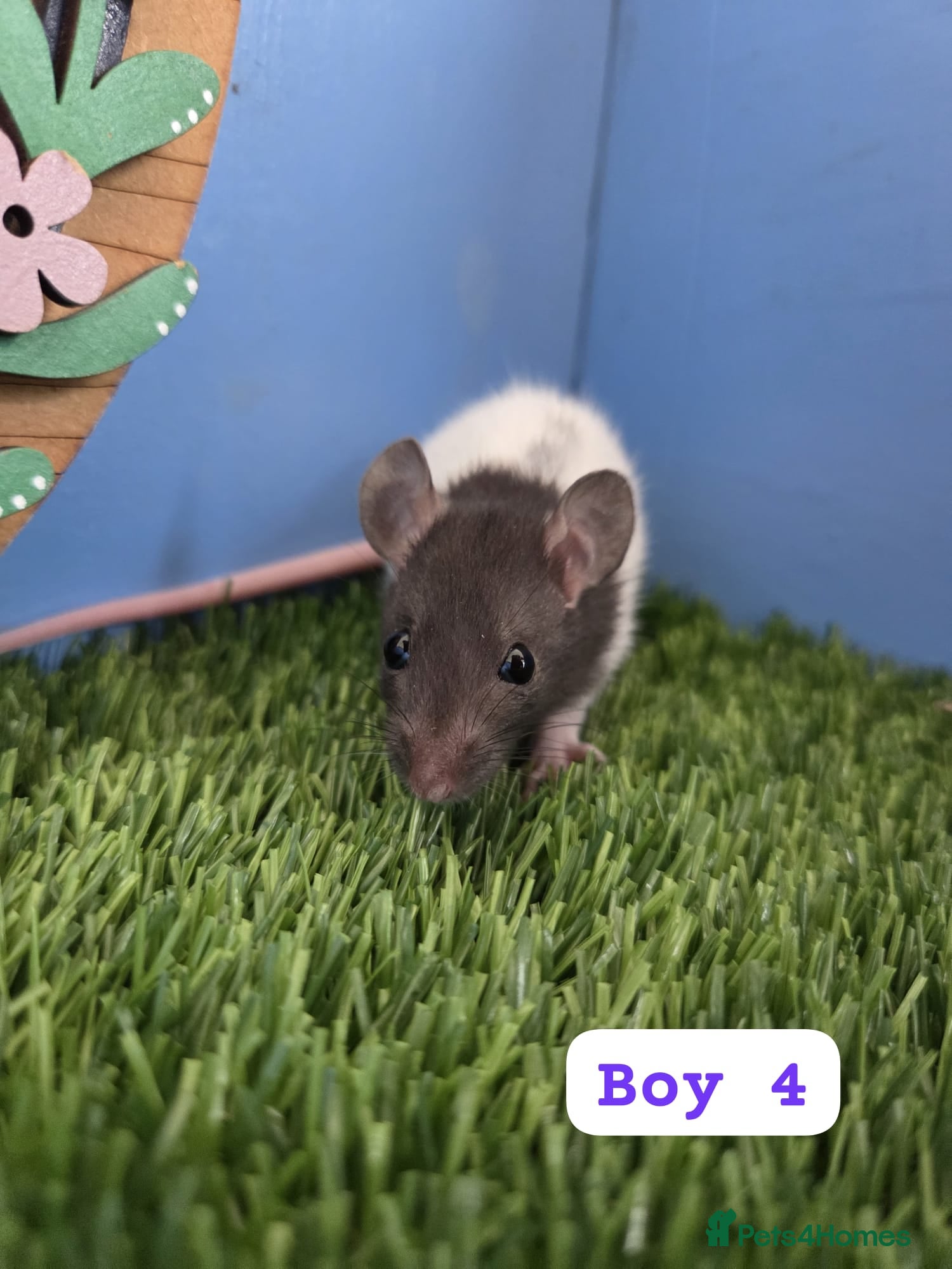 Rat rodents Dwarf Baby Rats Male Boys  - Advert 1