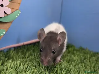 Rat rodents Dwarf Baby Rats Male Boys - Advert 1