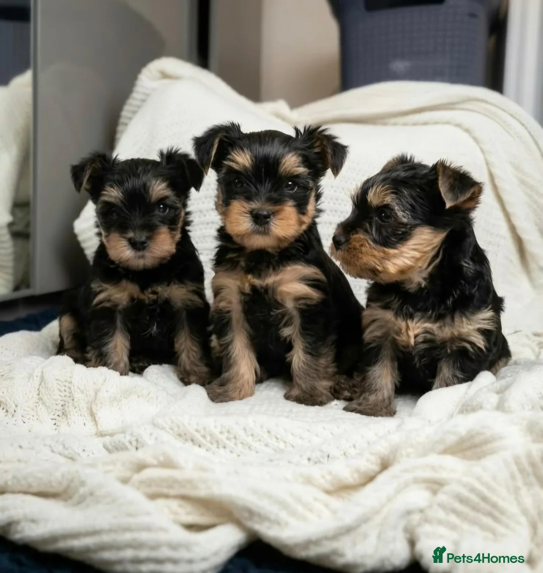 Yorkshire Terrier dogs for sale:  KC Registered Yorkshire Terrier Puppies  - Advert 2