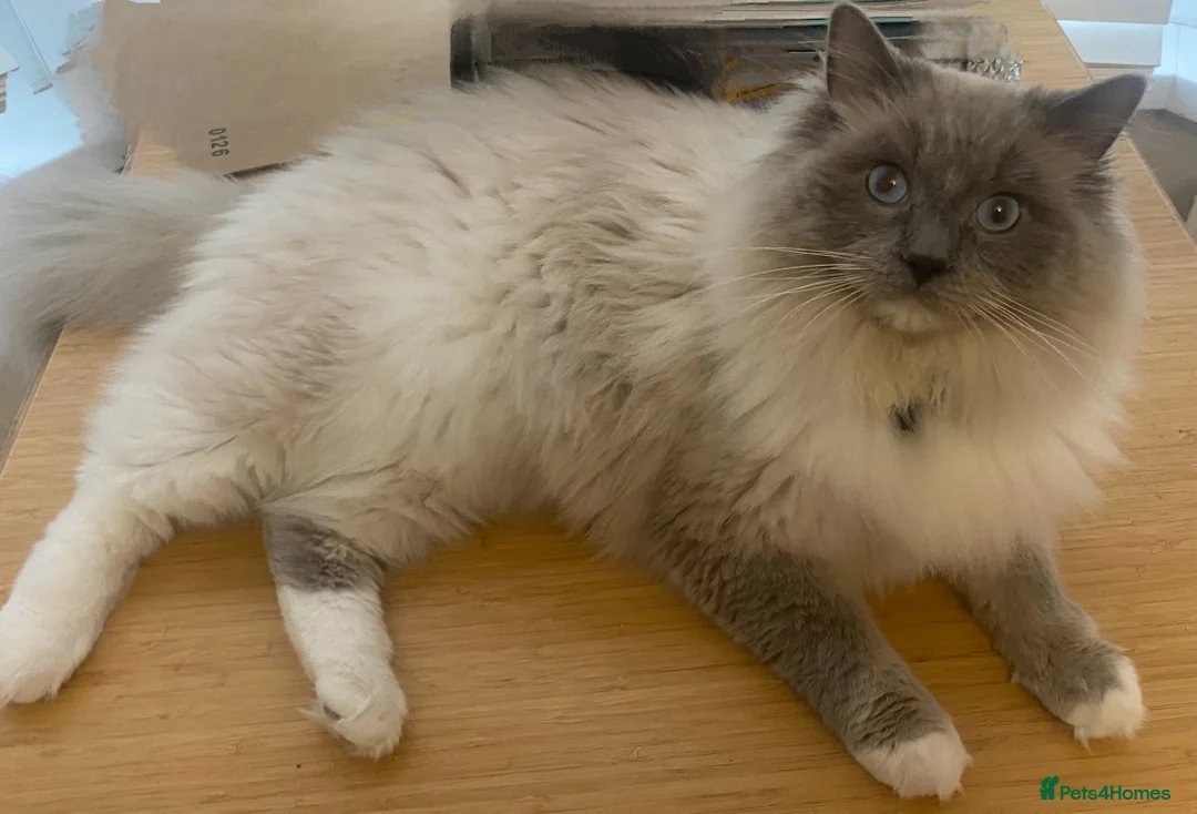 Ragdoll cats for stud: Ragdoll Male GCCF and TICA for stud duties in London - Advert 5