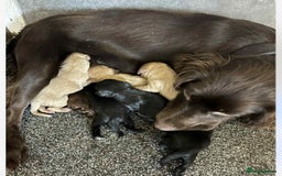 Cockapoo dogs for sale: cockapoo puppies for sale  - Image 11