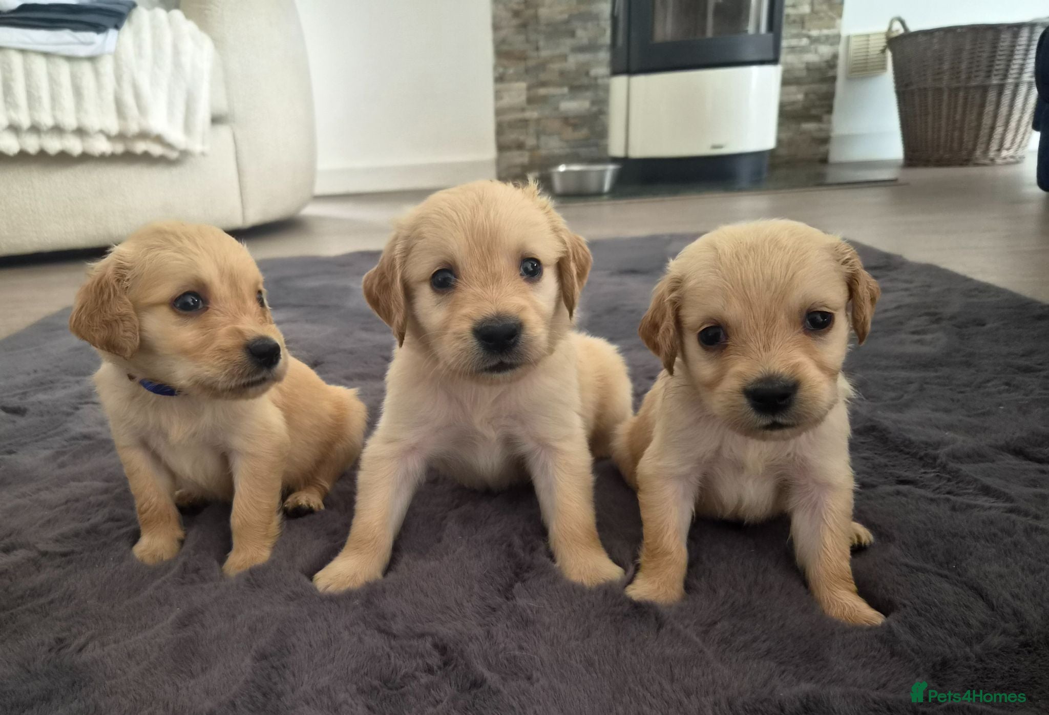 Mixed Breed dogs Beautiful Strong healthy puppy’s  - Advert 1