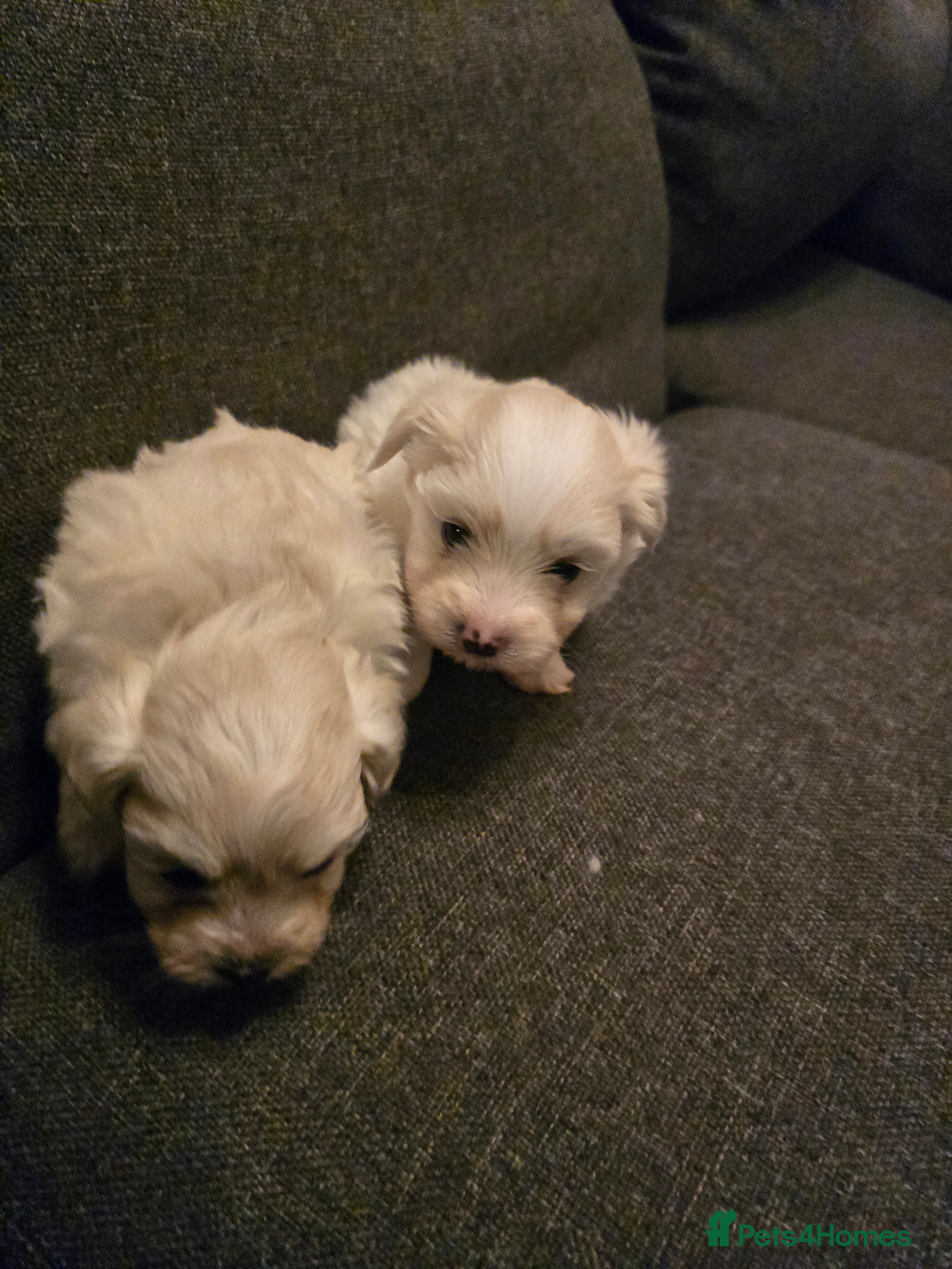 Maltese dogs Maltese boys - Advert 8