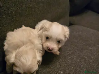 Maltese dogs Maltese boys - Advert 8