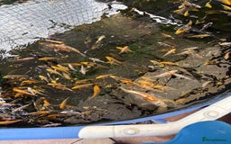 Koi Carp fish for sale: UK koi carp  - Image 29