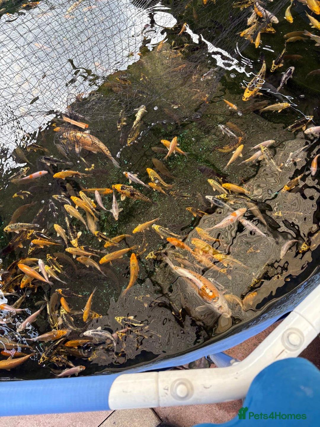 Koi Carp fish for sale: UK koi carp  - Image 29