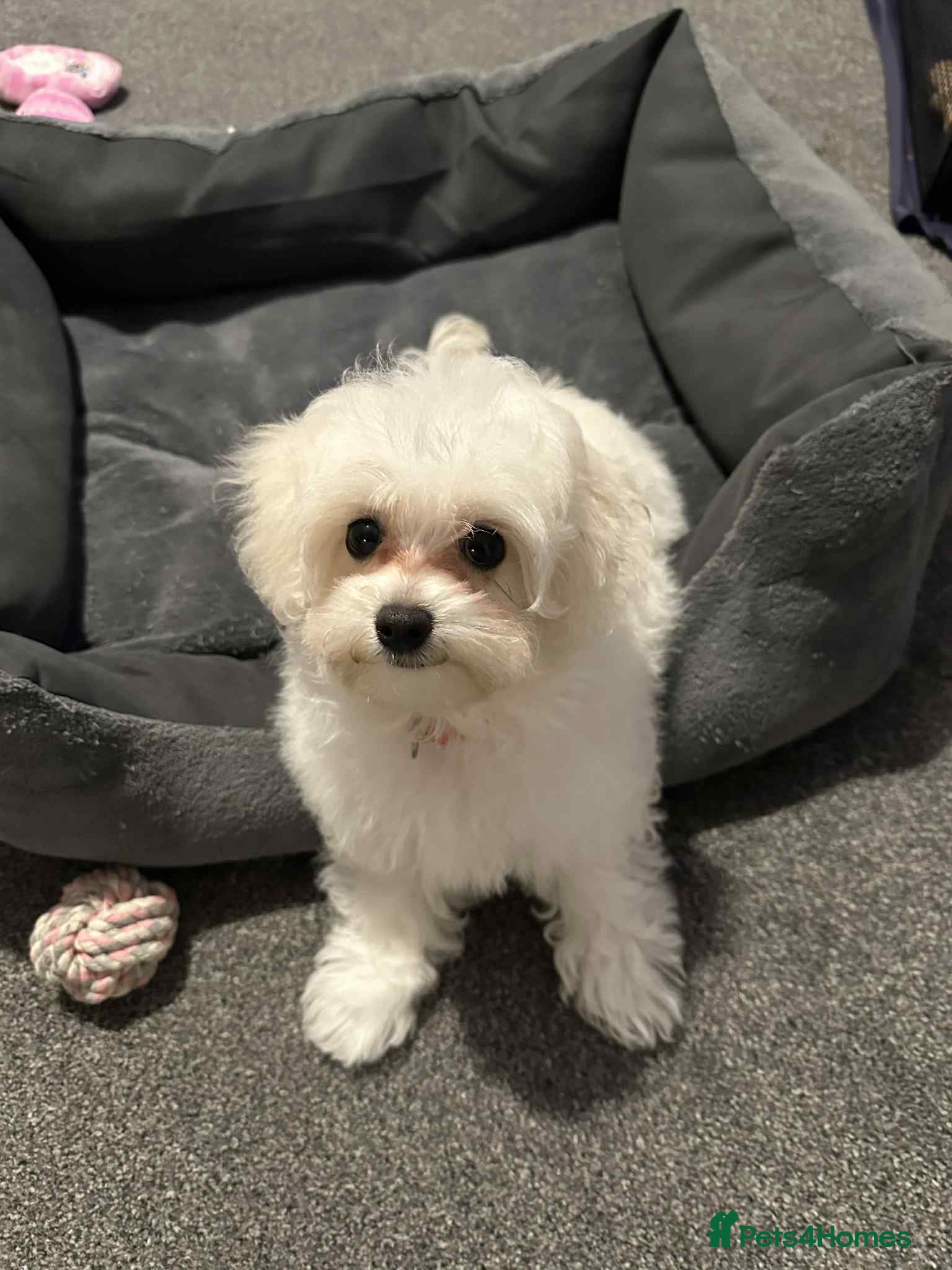 Maltipoo dogs  Last Tiny korean Maltipoo girl available  - Advert 10