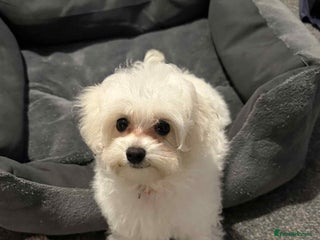 Maltipoo dogs Last Tiny korean Maltipoo girl available - Advert 5