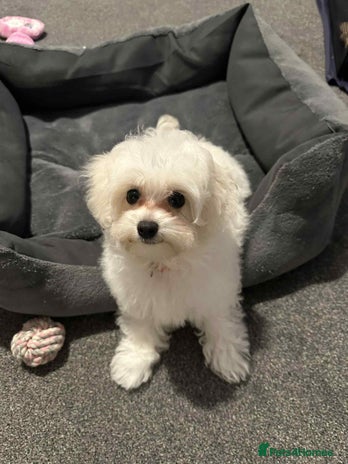 Maltipoo dogs Last Tiny korean Maltipoo girl available - Advert 6
