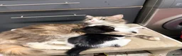 Maine Coon cats for sale: Maine coon cross kittens - Advert 3