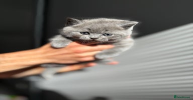 Scottish Fold cats - Advert 3