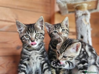 Bengal cats - Advert 15