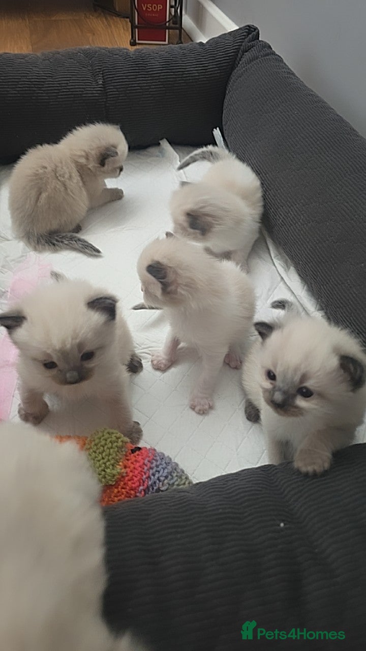 Ragdoll cats for sale: Sky kittens 😸 ♥️  - Advert 13