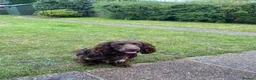 Cocker Spaniel dogs for stud: Big Boy - Great personality Cocker Spainal  - Advert 7