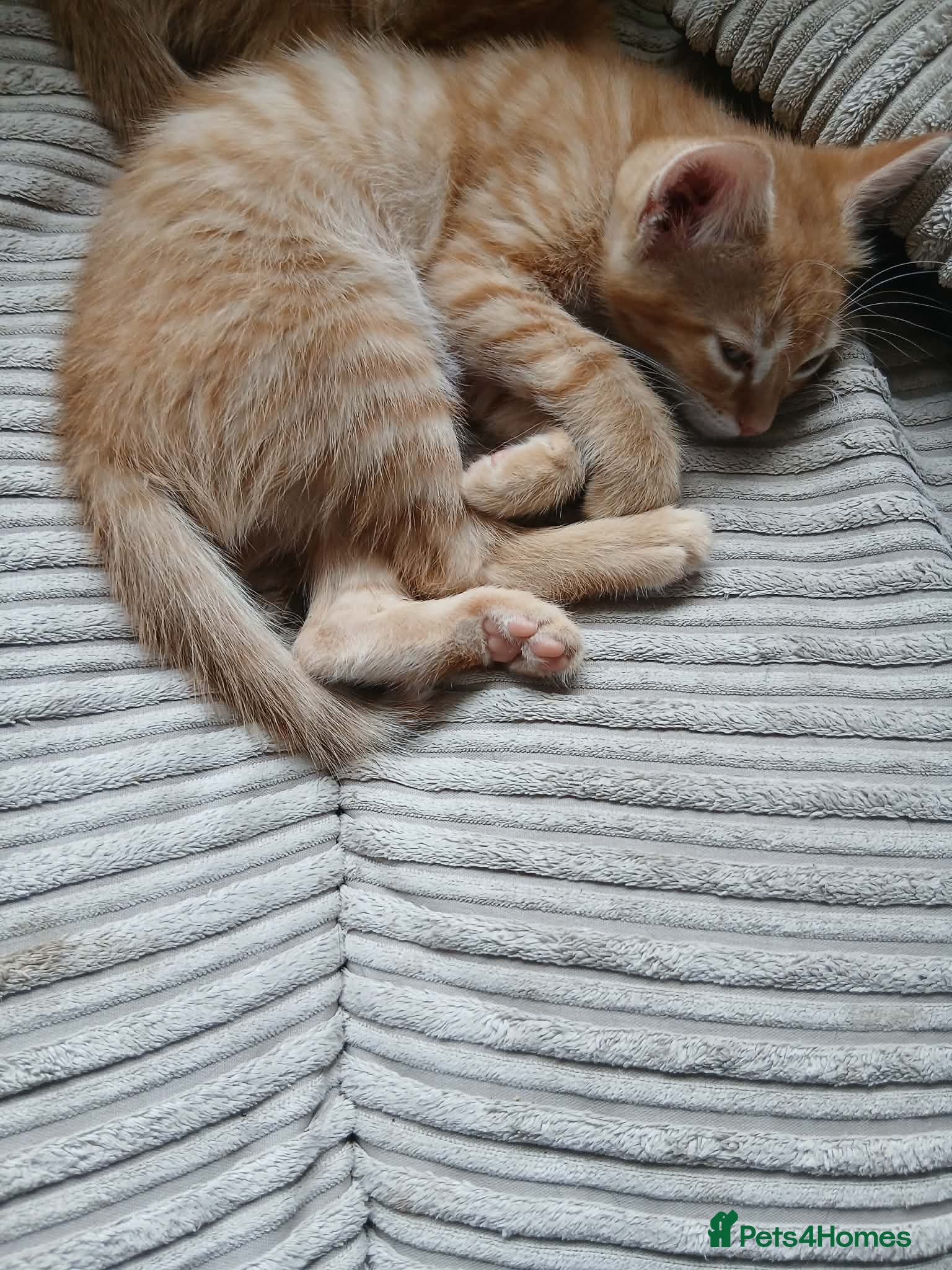 Domestic Shorthair cats 4 GINGER Kittens - Advert 12