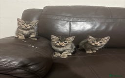Mixed Breed cats for sale: BEAUTIFUL KITTENS FOR SALE - Image 4