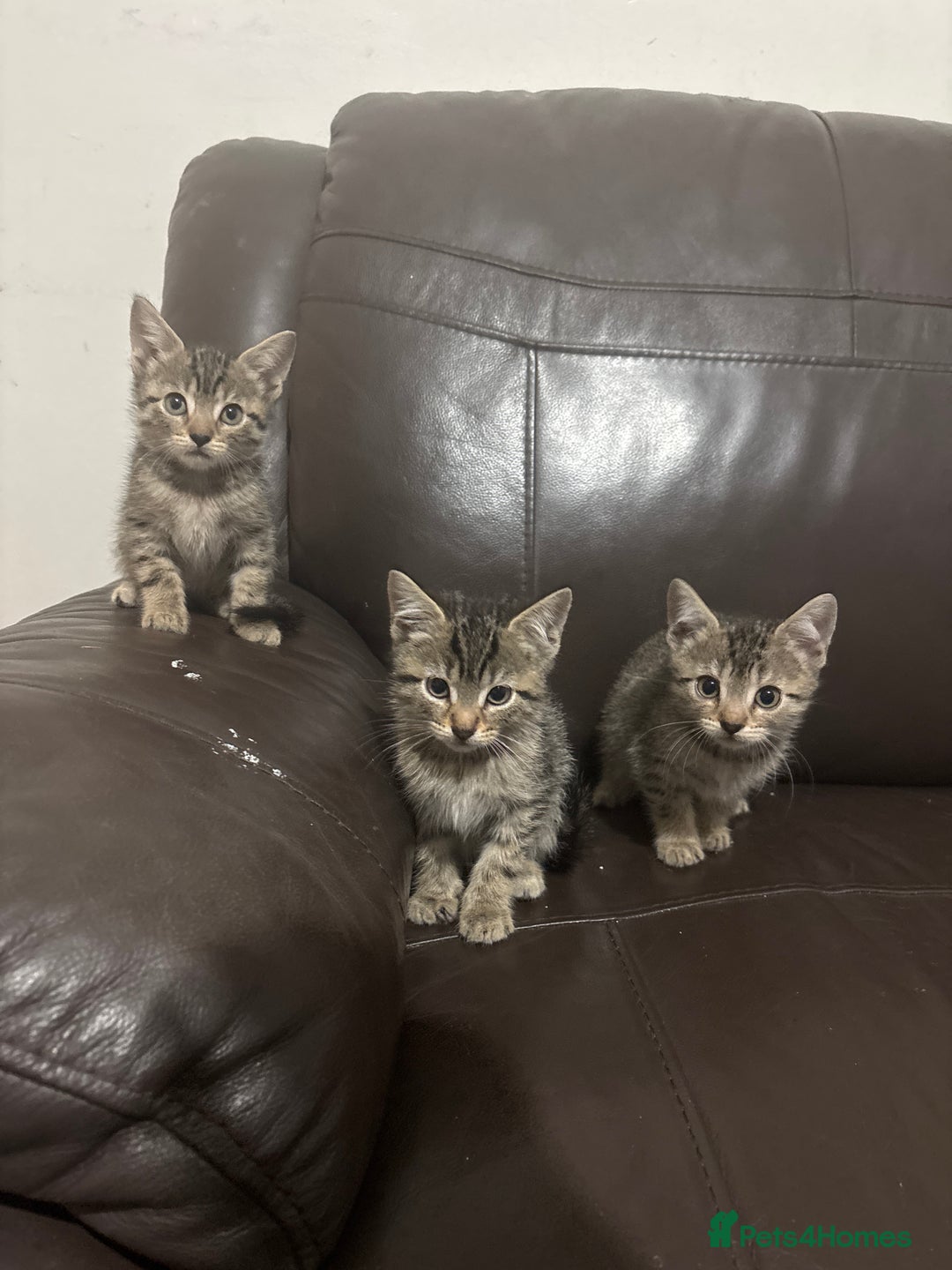 Mixed Breed cats for sale: BEAUTIFUL KITTENS FOR SALE - Image 4
