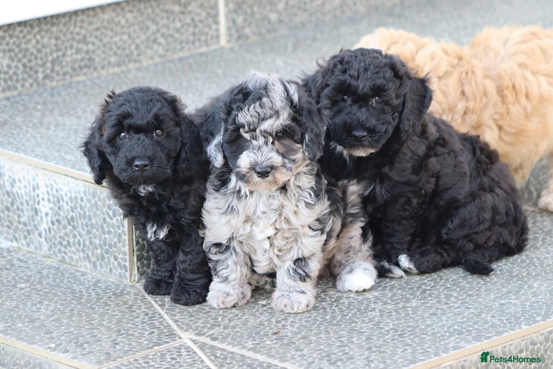 Poochon dogs for sale: F1 Poochon puppies For Sale  - Image 15