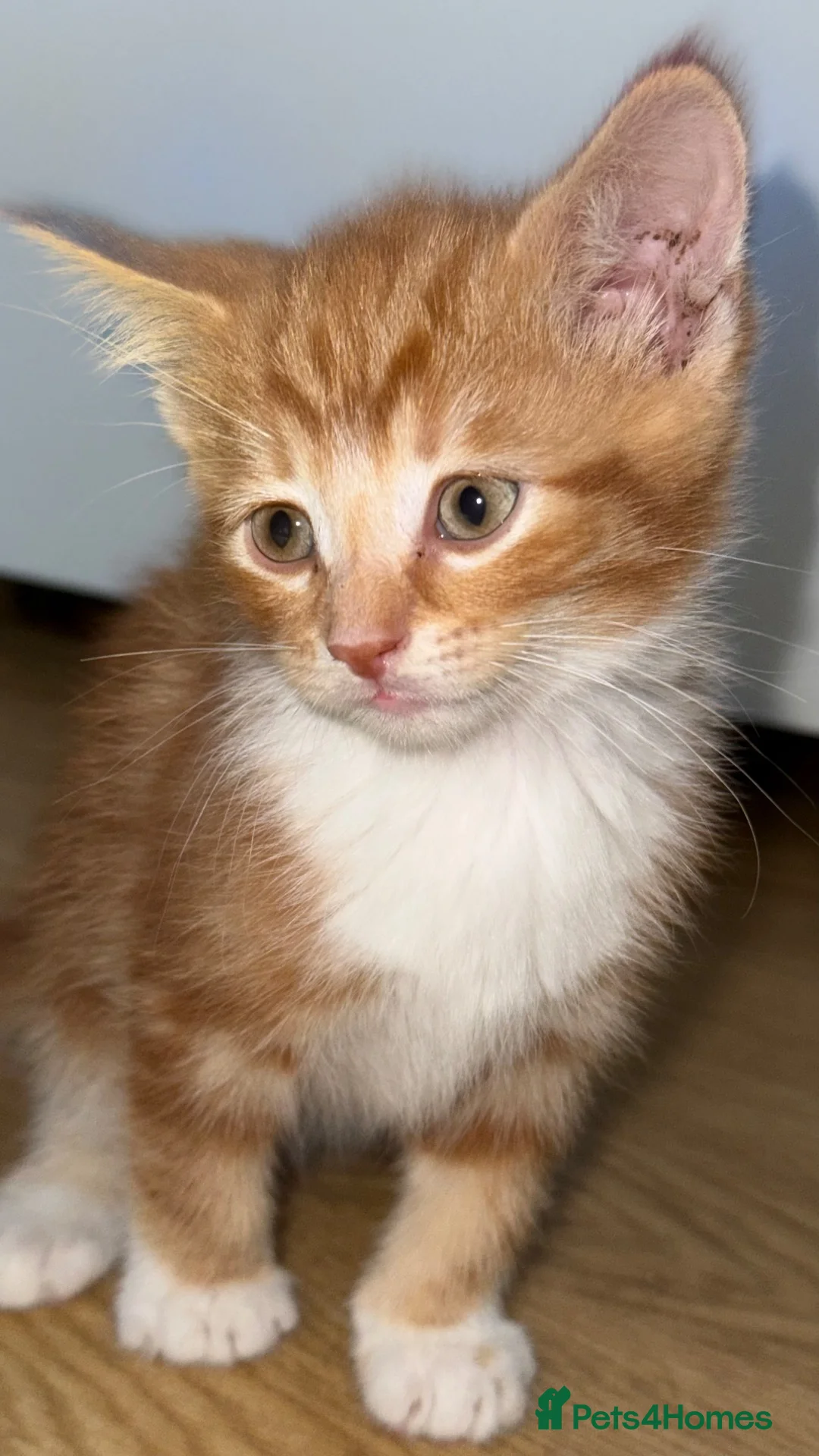 British Shorthair cats for sale: Kitten for sale - Advert 2