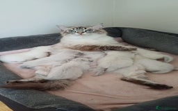 Ragdoll cats for sale: 🐾 Gorgeous Ragdoll Kittens.Ready 22nd December 🐾 - Image 4