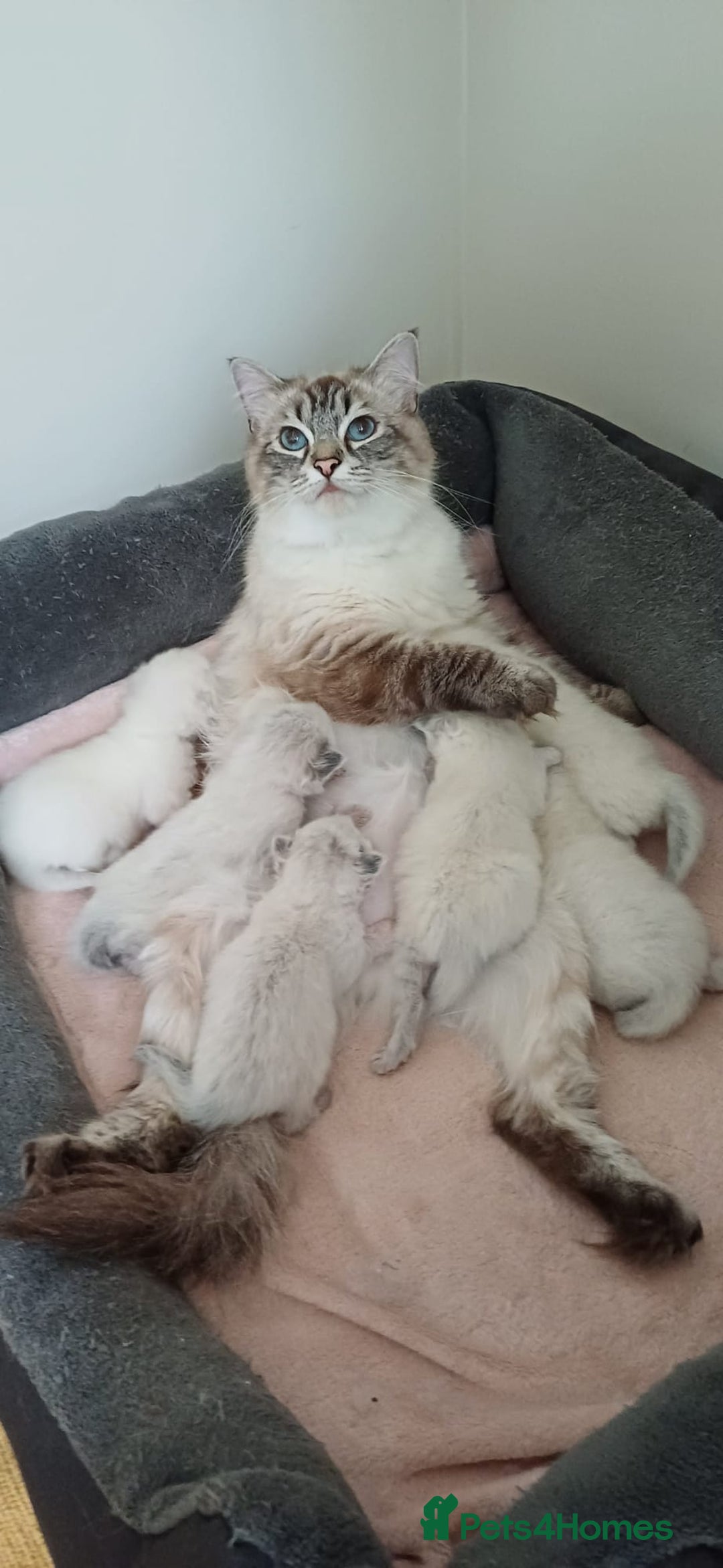 Ragdoll cats for sale: 🐾 Gorgeous Ragdoll Kittens.Ready 22nd December 🐾 - Image 4