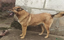 Mixed Breed dogs for adoption: 💖🐶 LARA 🐶💖 - Image 13