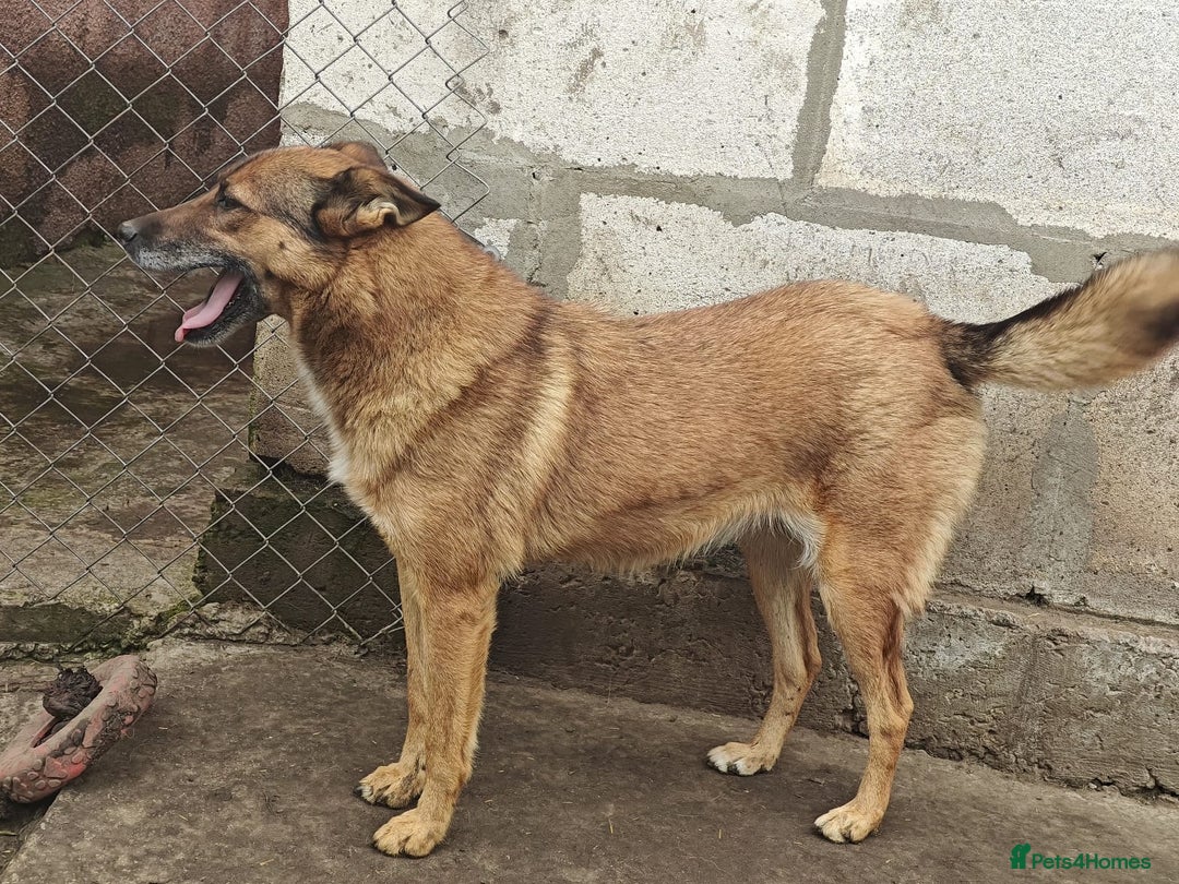Mixed Breed dogs for adoption: 💖🐶 LARA 🐶💖 - Image 13