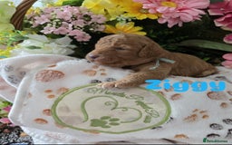 Cavapoo dogs for sale: Cavapoo F1B pups licensed Breeder/health tested  - Image 31