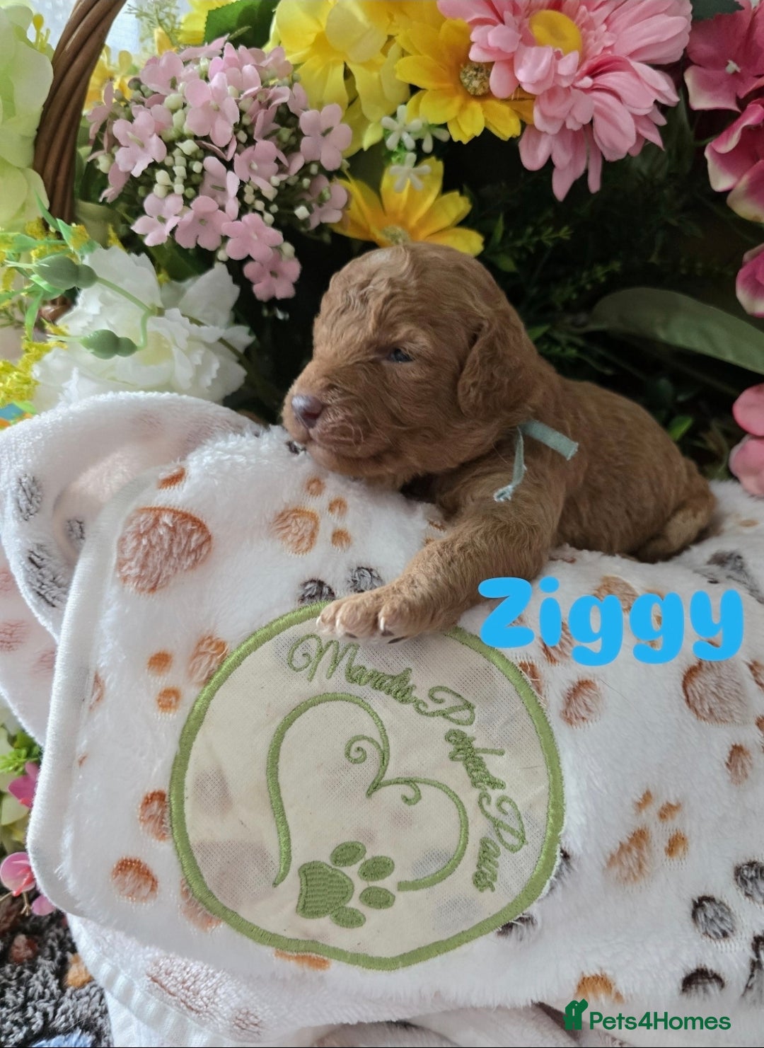 Cavapoo dogs for sale: Cavapoo F1B pups licensed Breeder/health tested  - Image 31