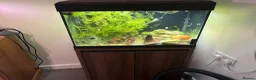 Catfish fish for sale: Snow White Pleco & blue dragon guppies in Hounslow - Advert 5