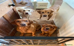 Labrador Retriever dogs for sale: Family/Working bred KC Labradors - Image 29