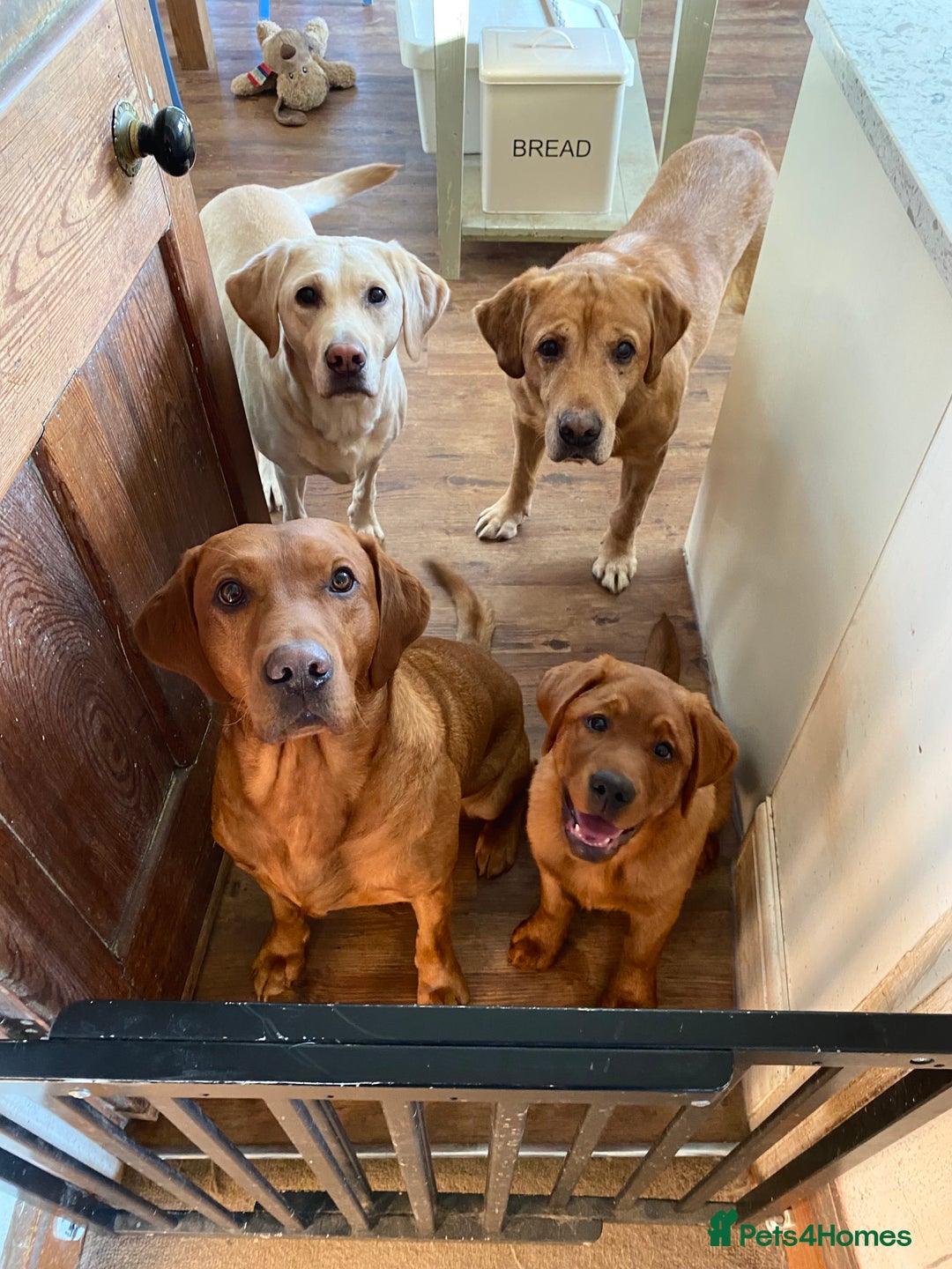 Labrador Retriever dogs for sale: Family/Working bred KC Labradors - Image 29