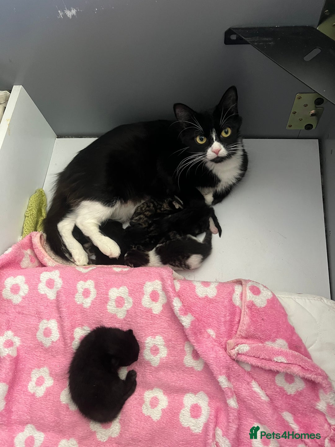 American Curl cats for sale: Kittens for sale  in Newport - Image 1