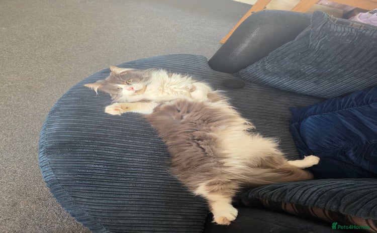 Maine Coon cats - Advert 1