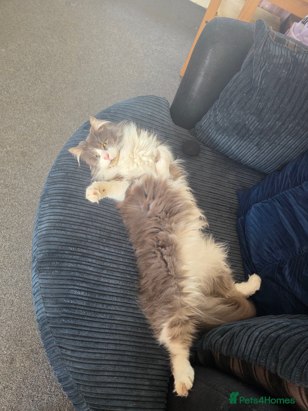 Maine Coon cats for sale: 5* Home only maine coon rehome 2 years old - Image 1