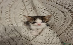 British Shorthair cats for sale: beautiful kittens available to pick up - Image 2