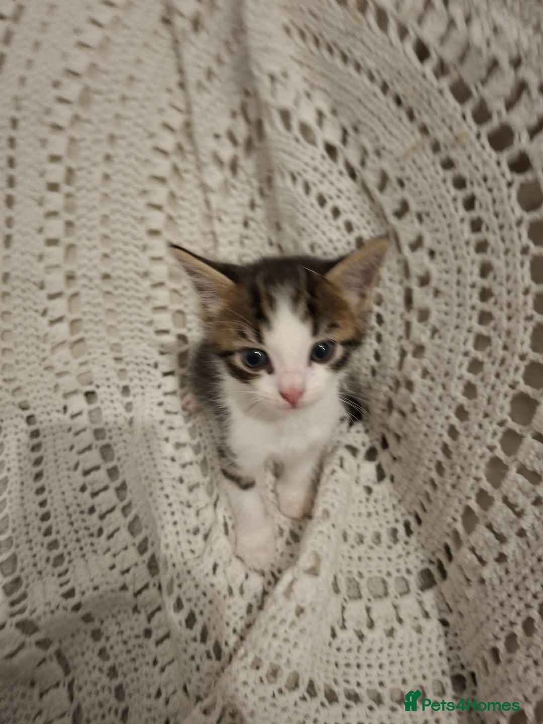 British Shorthair cats for sale: beautiful kittens available to pick up - Image 2