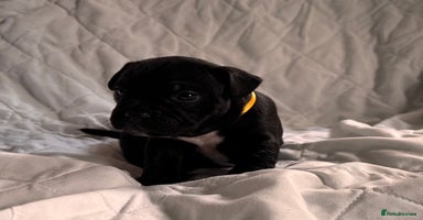 Mixed Breed dogs - Advert 15