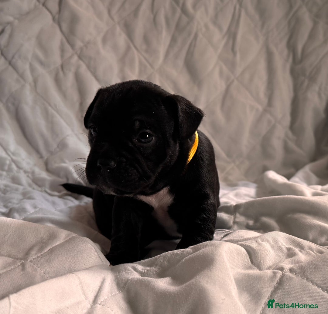 Mixed Breed dogs for sale: French bulldog x Patterdale terrier - Image 3