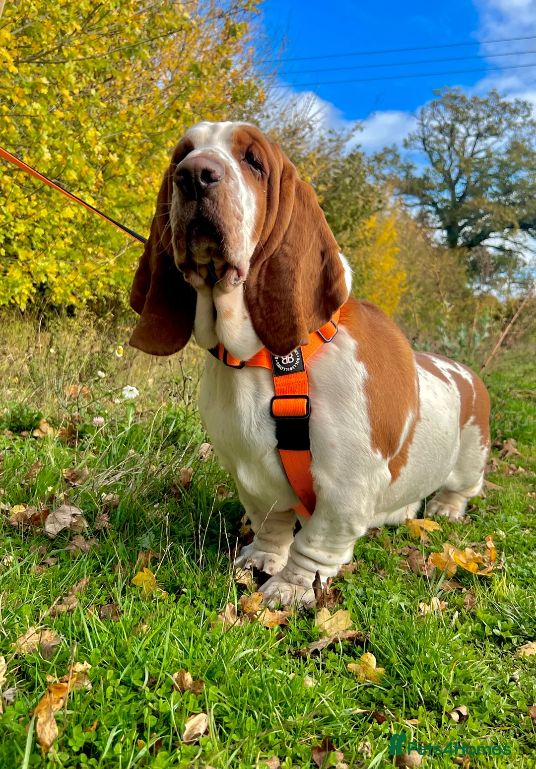 Basset Hound dogs for sale: Two Bassett hound  - Advert 7