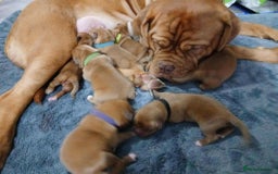 Dogue De Bordeaux dogs for sale: Dogue De Bordeaux puppies - Advert 8