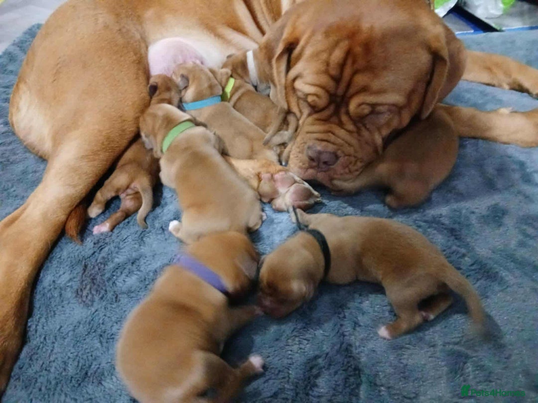 Dogue De Bordeaux dogs for sale: Dogue De Bordeaux puppies - Advert 8