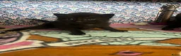 Mixed Breed cats for sale: Kitten litter for sale  in Wirral - Advert 6