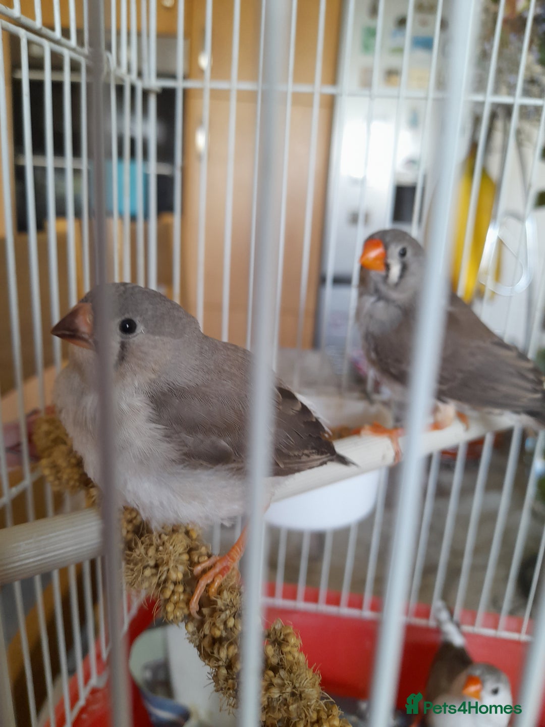 Finches birds for sale: Young zebra Finches  - Image 1