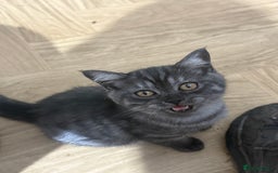 British Shorthair cats for sale: BSH x SF show quality kittens (REDUCED) - Image 11