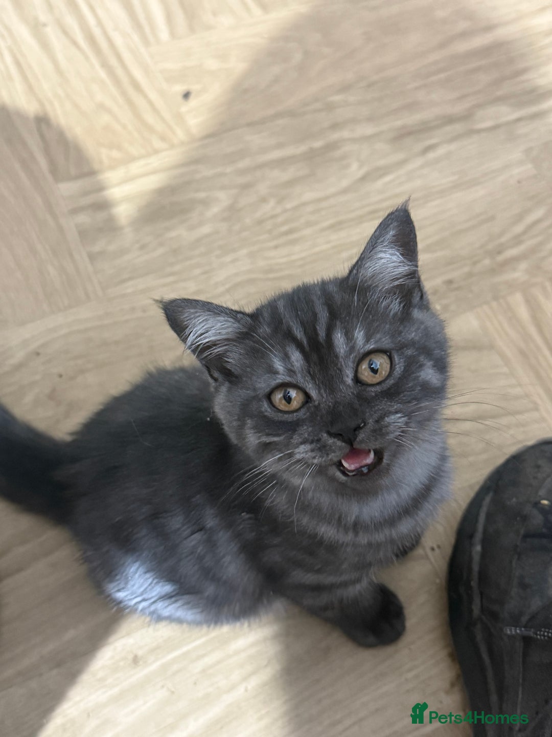 British Shorthair cats for sale: BSH x SF show quality kittens (REDUCED) - Image 11